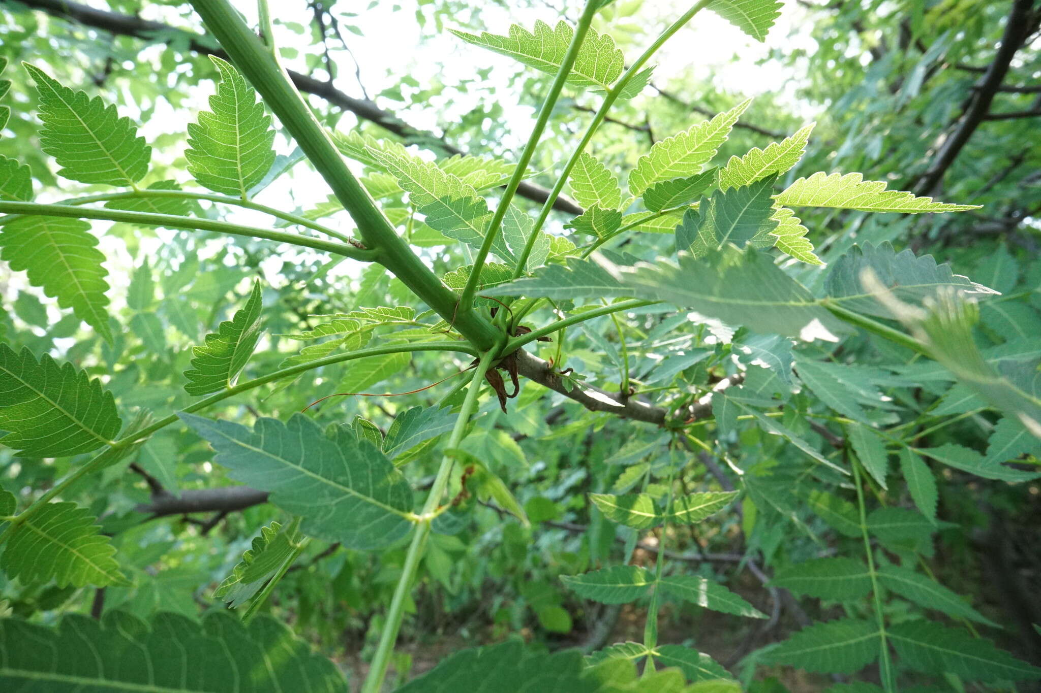 Image of Bursera penicillata (Sesse & Moc.) Engl.