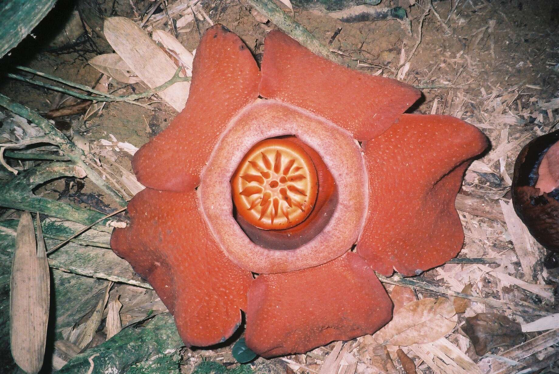 Image de Rafflesiaceae