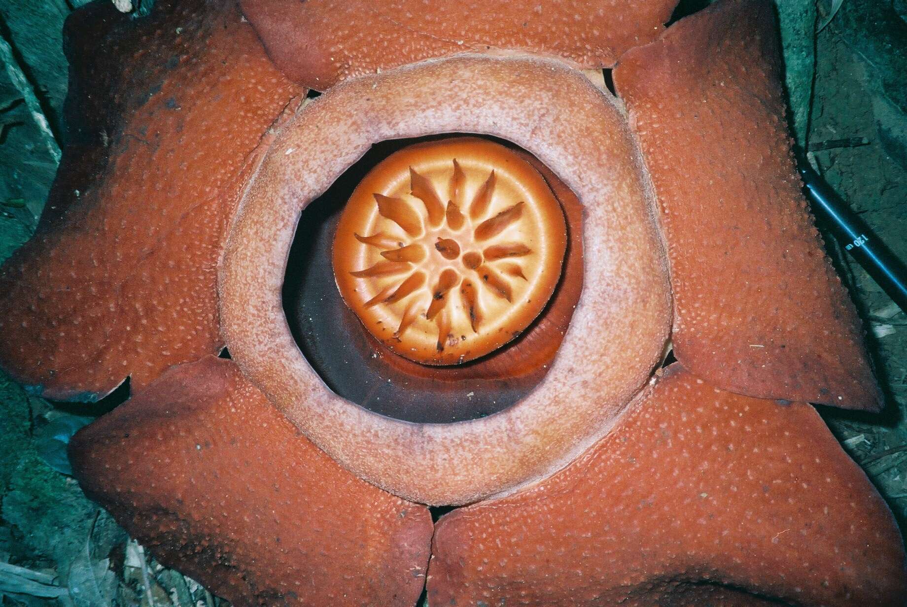 Image of Rafflesia kerrii W. Meijer
