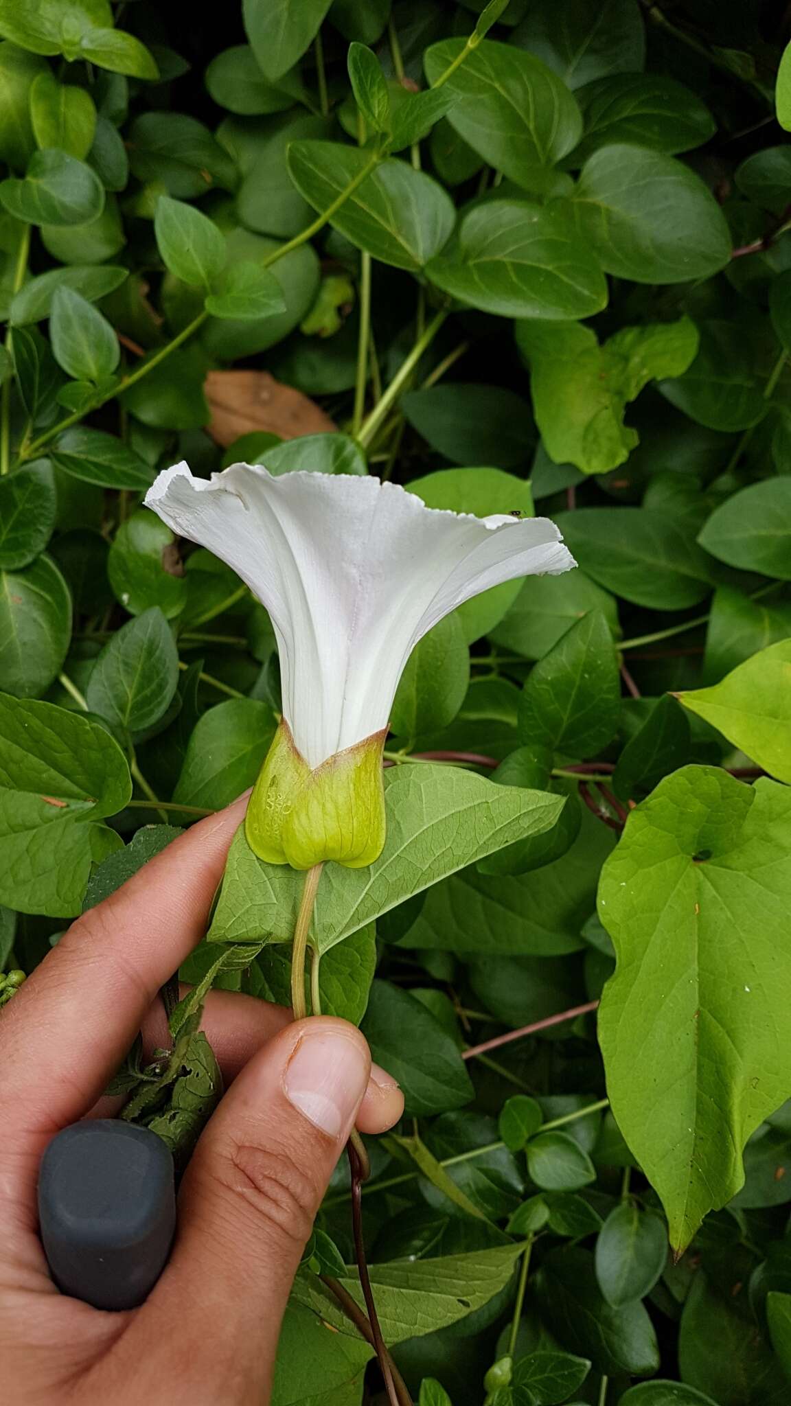 Image de Calystegia silvatica subsp. disjuncta R. K. Brummitt