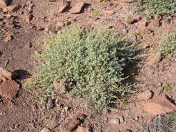 Image of Atriplex barclayana (Benth.) D. Dietr.