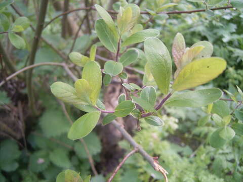 Image of eared willow