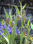 Слика од Fritillaria uva-vulpis Rix