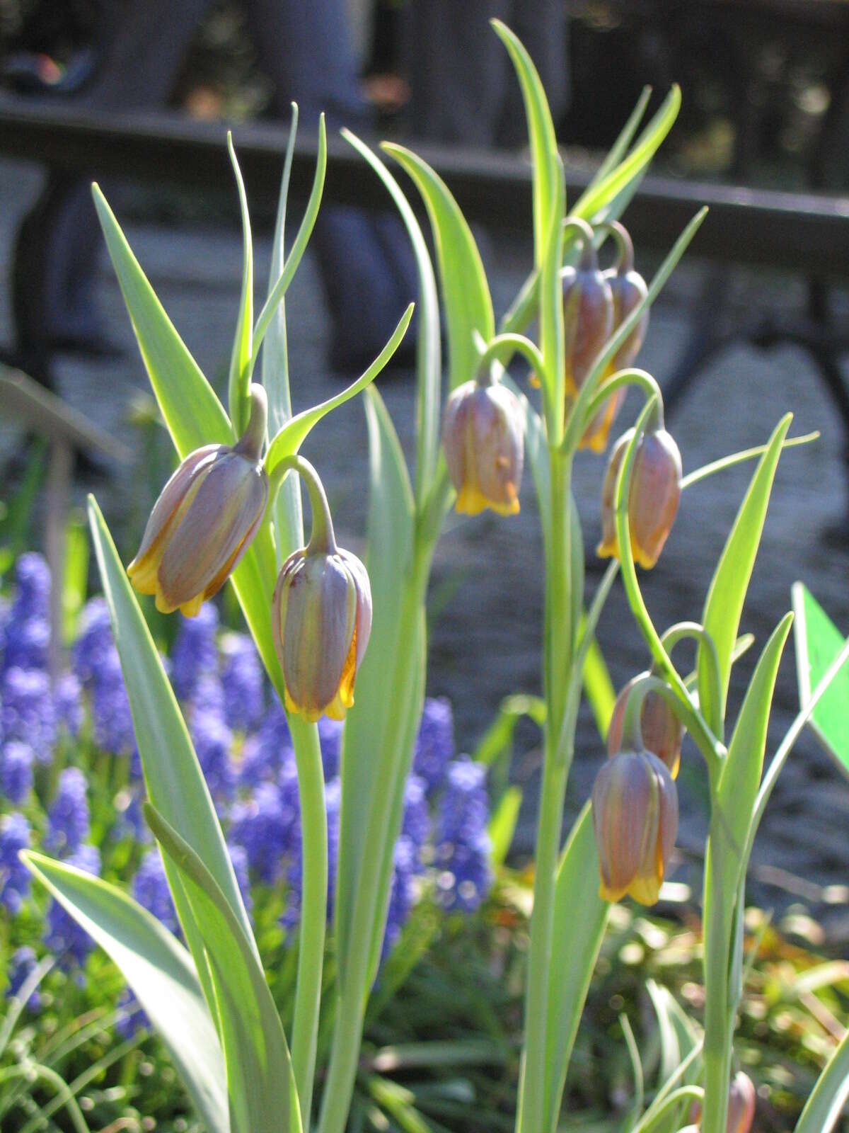 Слика од Fritillaria uva-vulpis Rix