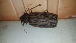 Image of Long-horned beetle