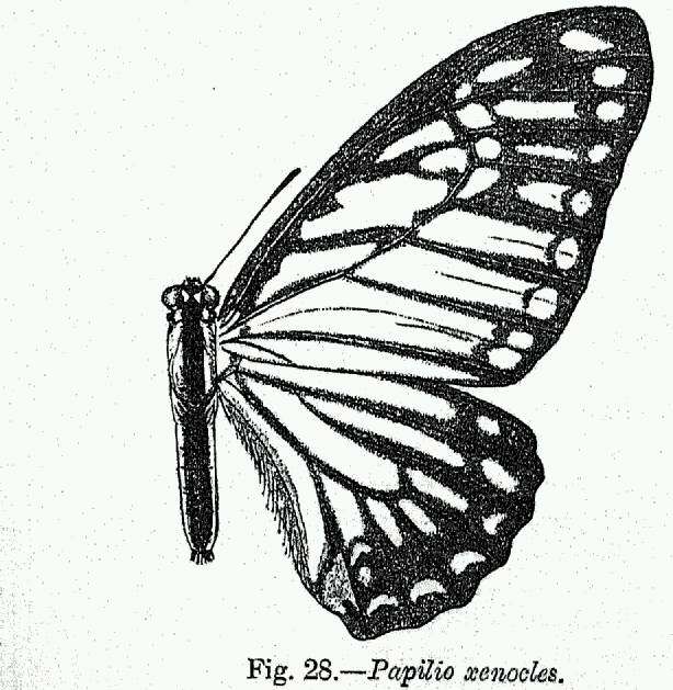 Image of Great Zebra Butterfly