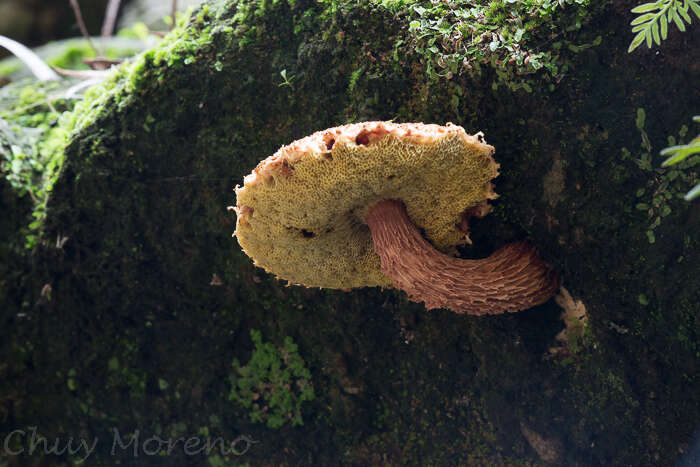 Image of Aureoboletus russellii (Frost) G. Wu & Zhu L. Yang 2016