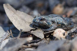 Image of Beeping Froglet