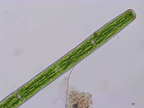 Image of Penium spirostriolatum