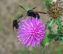 Image of six-spot burnet