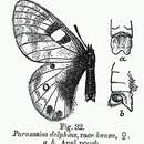 Sivun Parnassius staudingeri Bang-Haas 1882 kuva