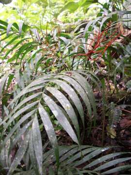 Image of parlor palm