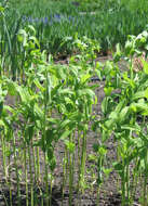 Image of Common Solomon’s-seal