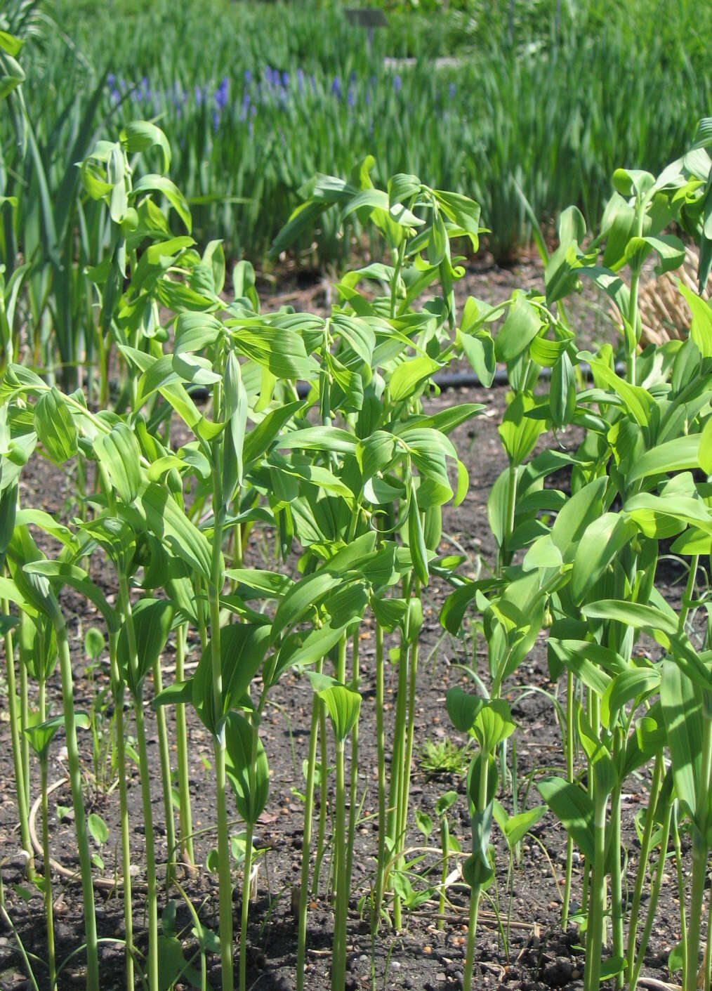 Image of Common Solomon’s-seal