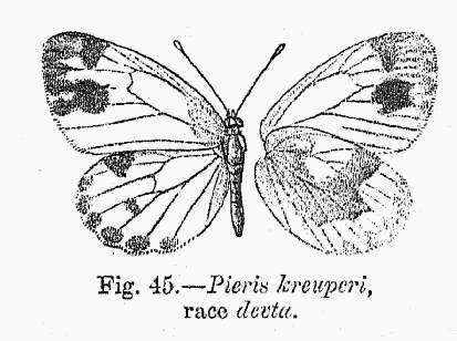 Image of Pieris krueperi Staudinger 1860