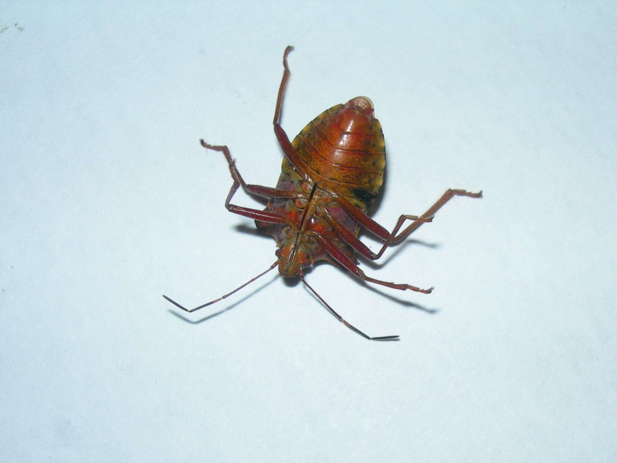 Image of Pentatoma rufipes