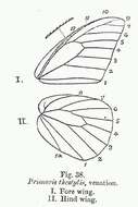 Image of Prioneris thestylis (Doubleday 1842)