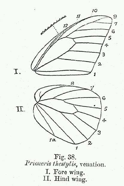 Image of Prioneris thestylis (Doubleday 1842)