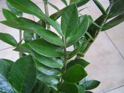 Image de Zamioculcas zamiifolia (G. Lodd.) Engl.