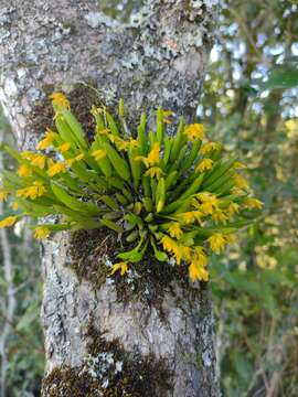 Image of Acianthera sonderiana (Rchb. fil.) Pridgeon & M. W. Chase