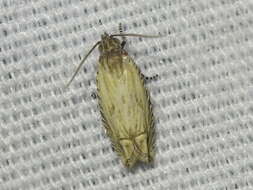 Image of <i>Eucosma grindeliana</i>