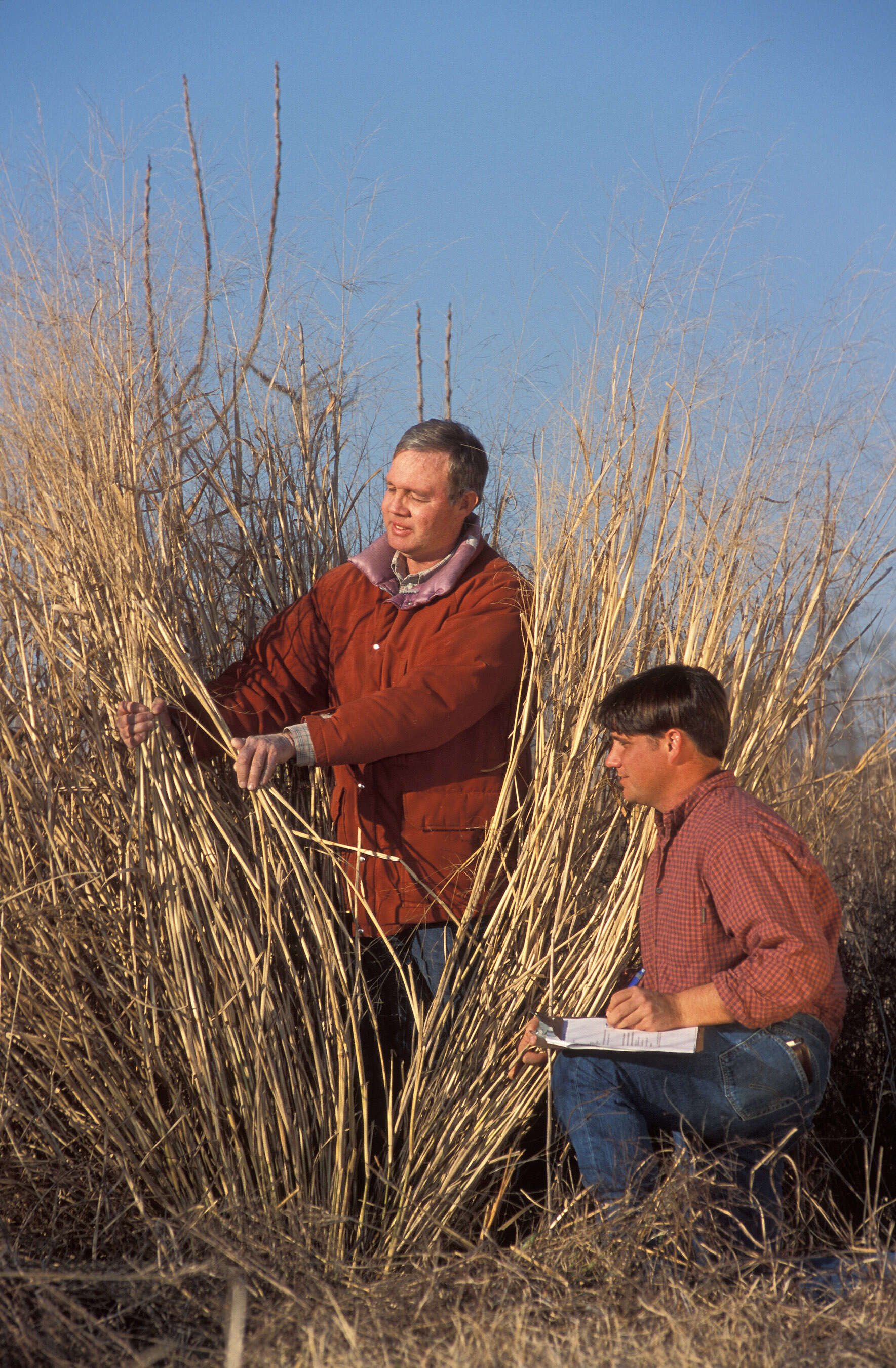 Imagem de Panicum virgatum L.