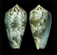 Image of Conus barbara Brazier 1898