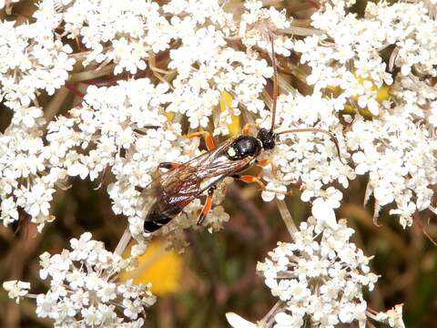 Sivun Ichneumon promissorius Erichson 1842 kuva