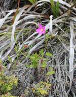 Image of Chironia jasminoides L.