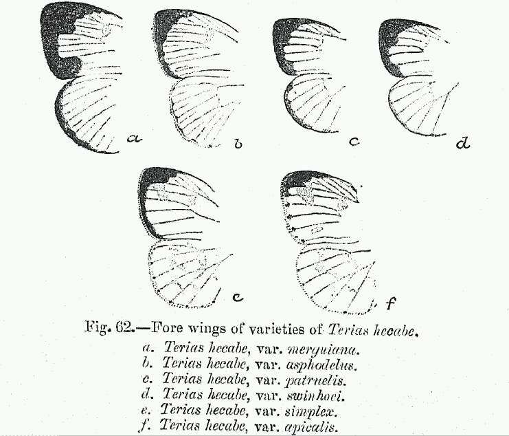 Image de Eurema hecabe (Linnaeus 1758)