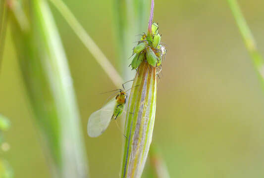 Image of English Grain Aphid