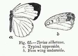 Image de Eurema blanda (Boisduval 1836)