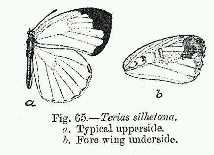 Image de Eurema blanda (Boisduval 1836)