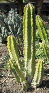 Image of Euphorbia royleana Boiss.