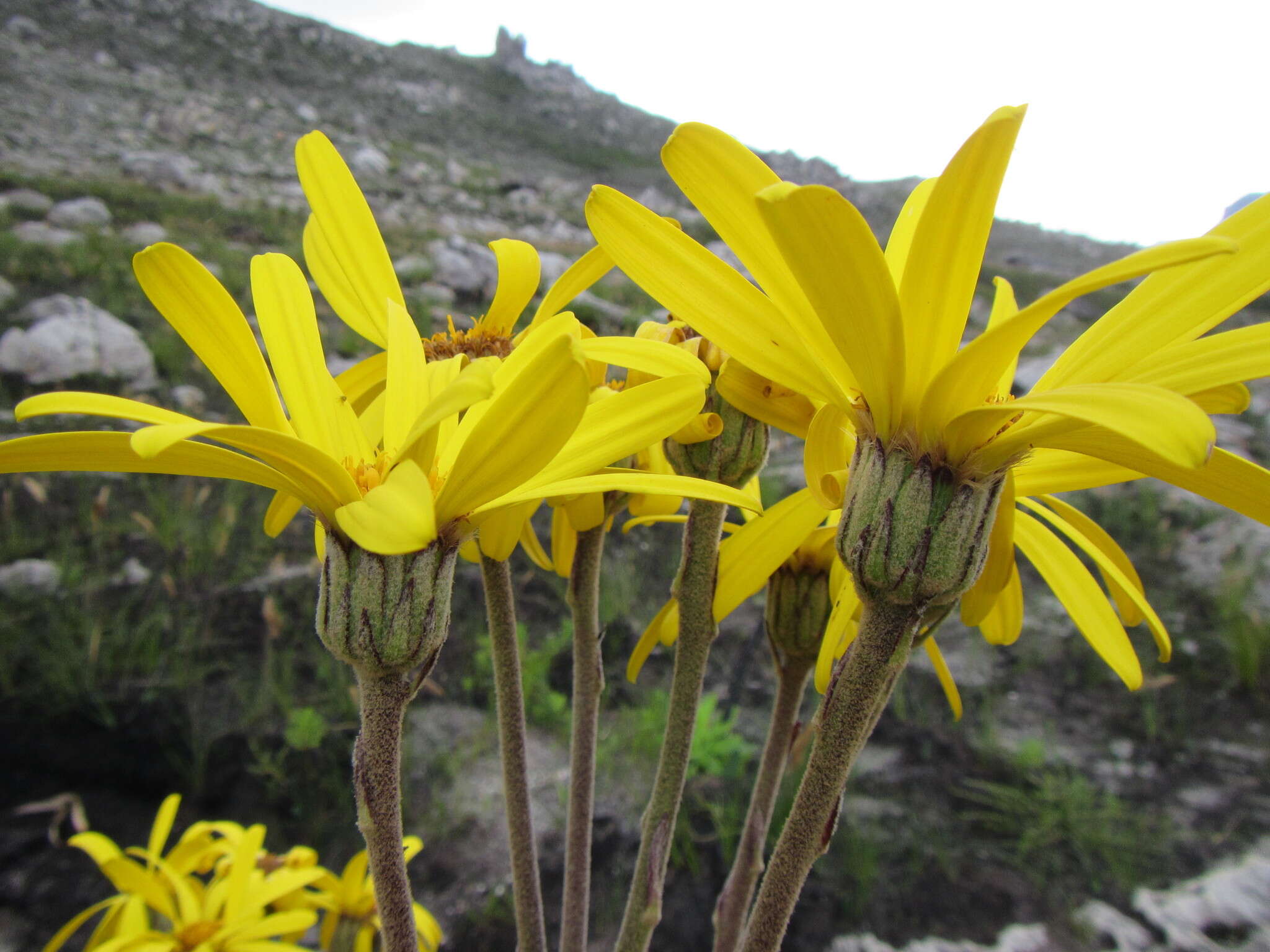 Image of Capelio caledonica B. Nord.