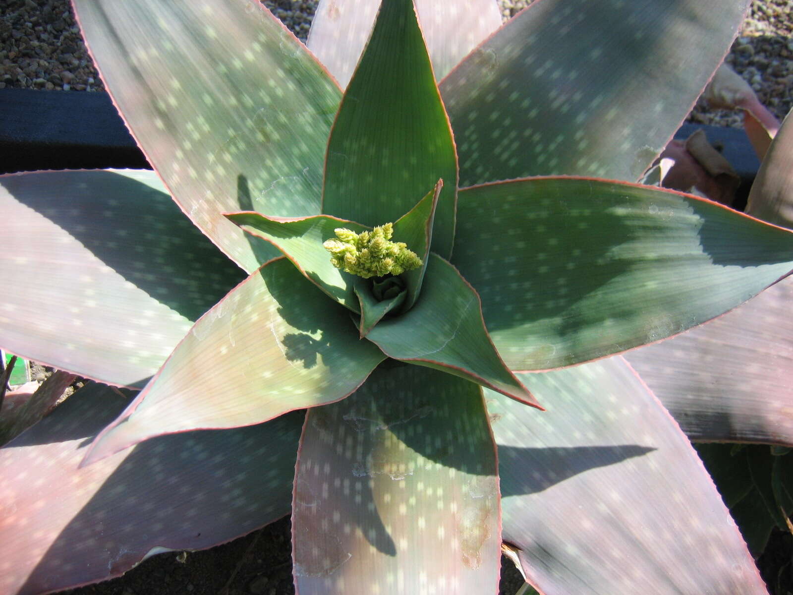 Image of Aloe reynoldsii Letty