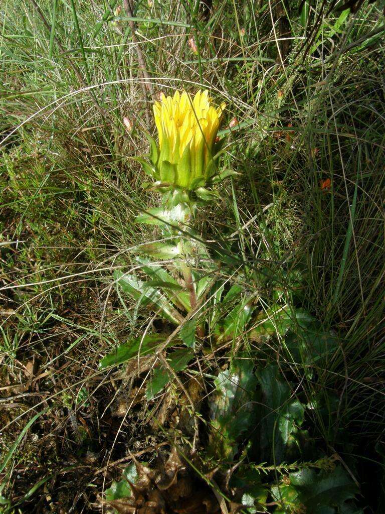 Image of Berkheya armata (Vahl) Druce