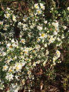 Image of hairy white oldfield aster