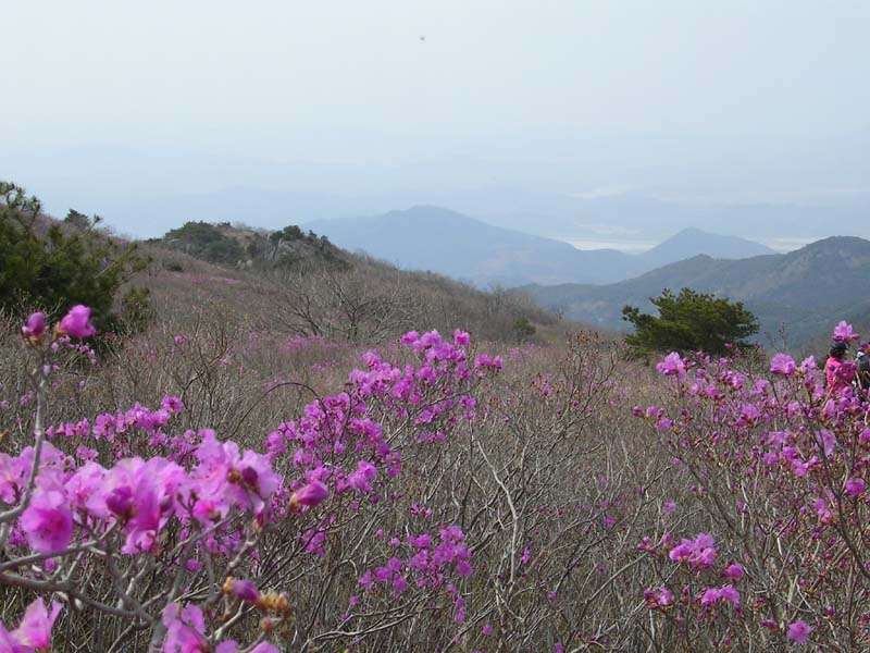 Image of rhododendron