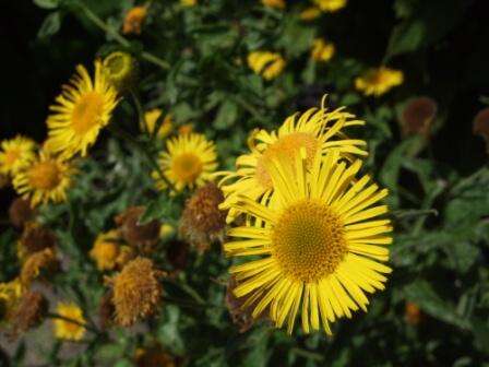 Image of common fleabane