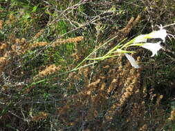 Imagem de Gladiolus gracilis Jacq.