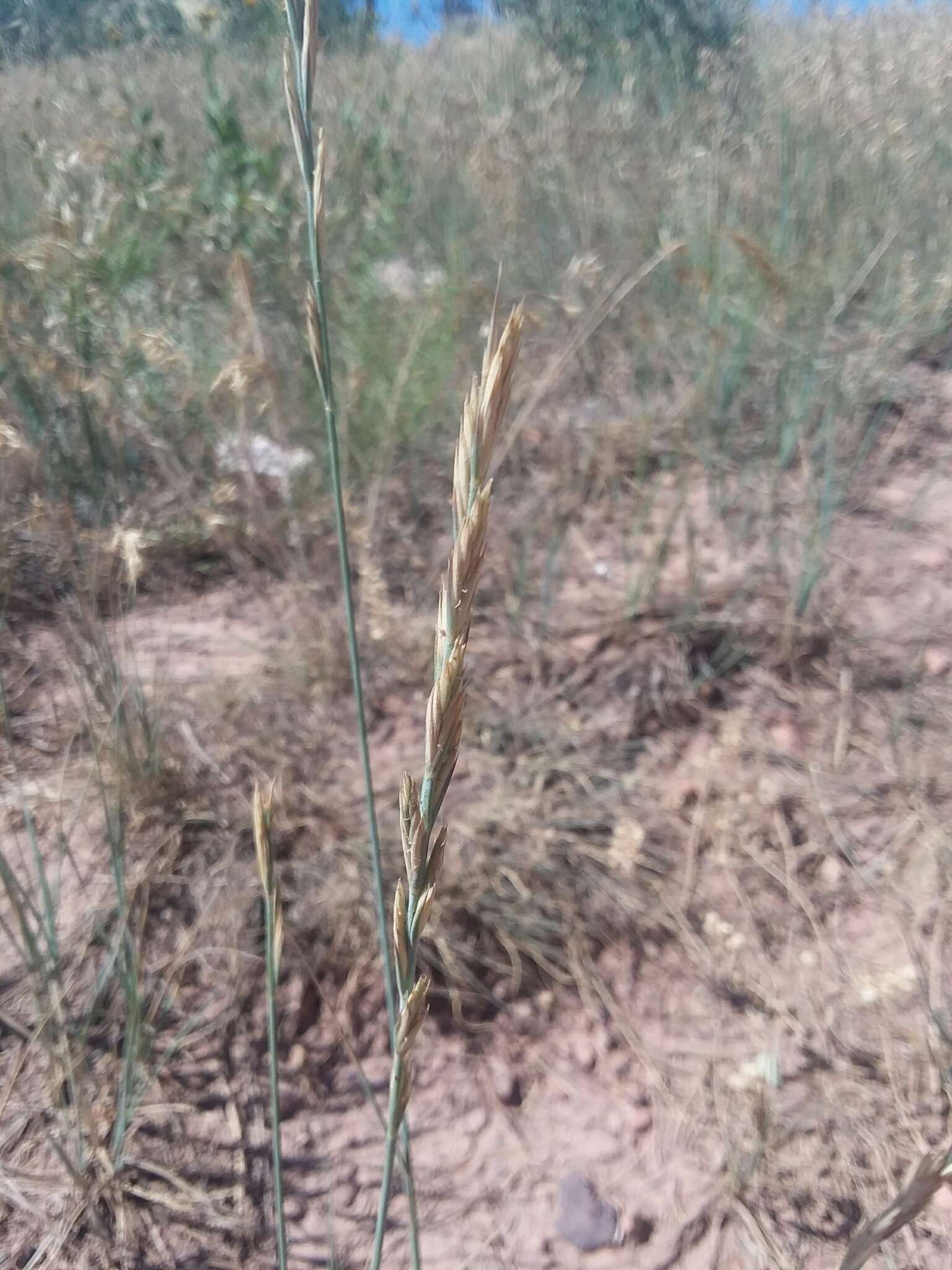 Elymus smithii (Rydb.) Gould的圖片