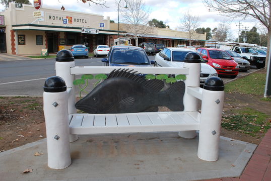 Image of Murray cod