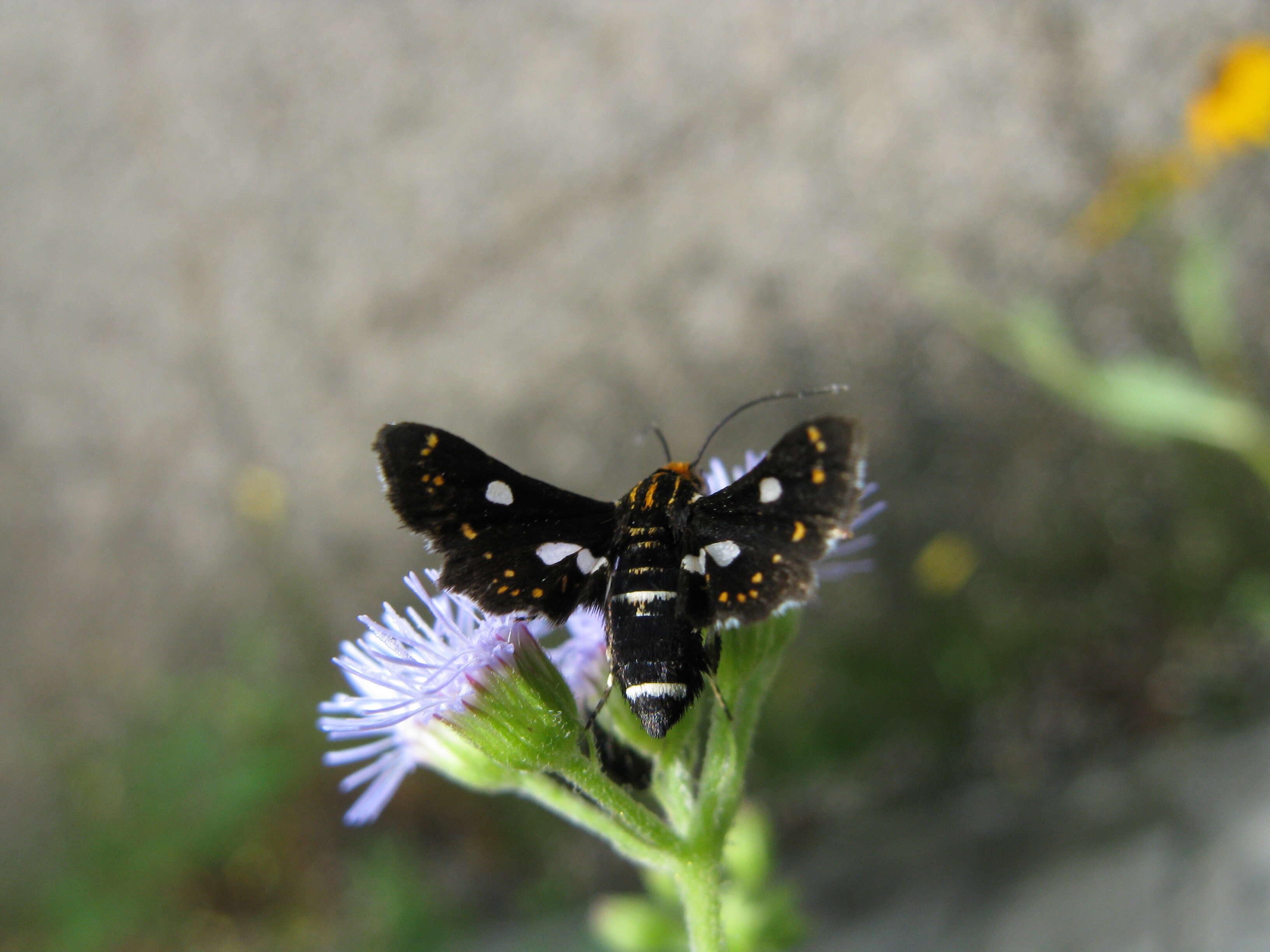 Image of Thyris usitata Butler 1879