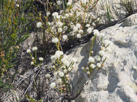Image of Agathosma esterhuyseniae Pillans