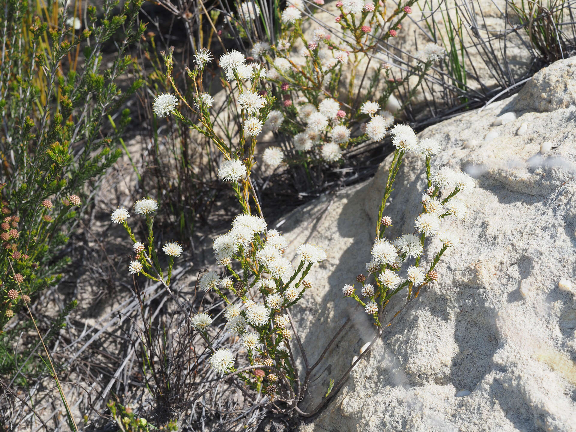 Image of Agathosma esterhuyseniae Pillans