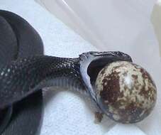 Image of African Egg-eating Snake