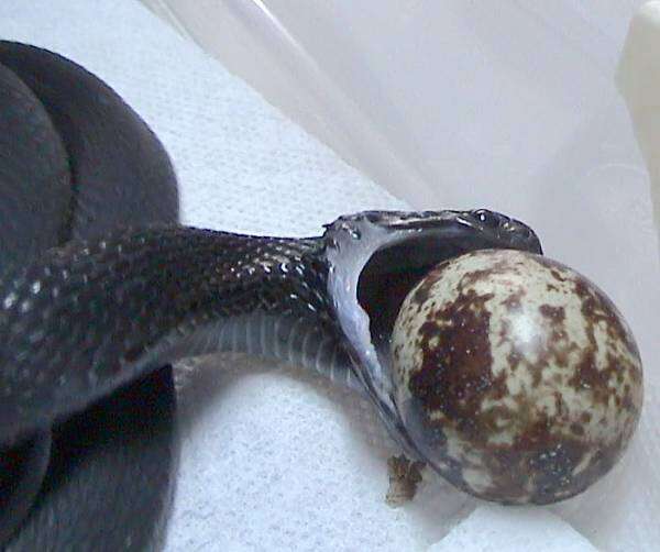 Image of African Egg-eating Snake