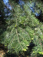 Image of white fir