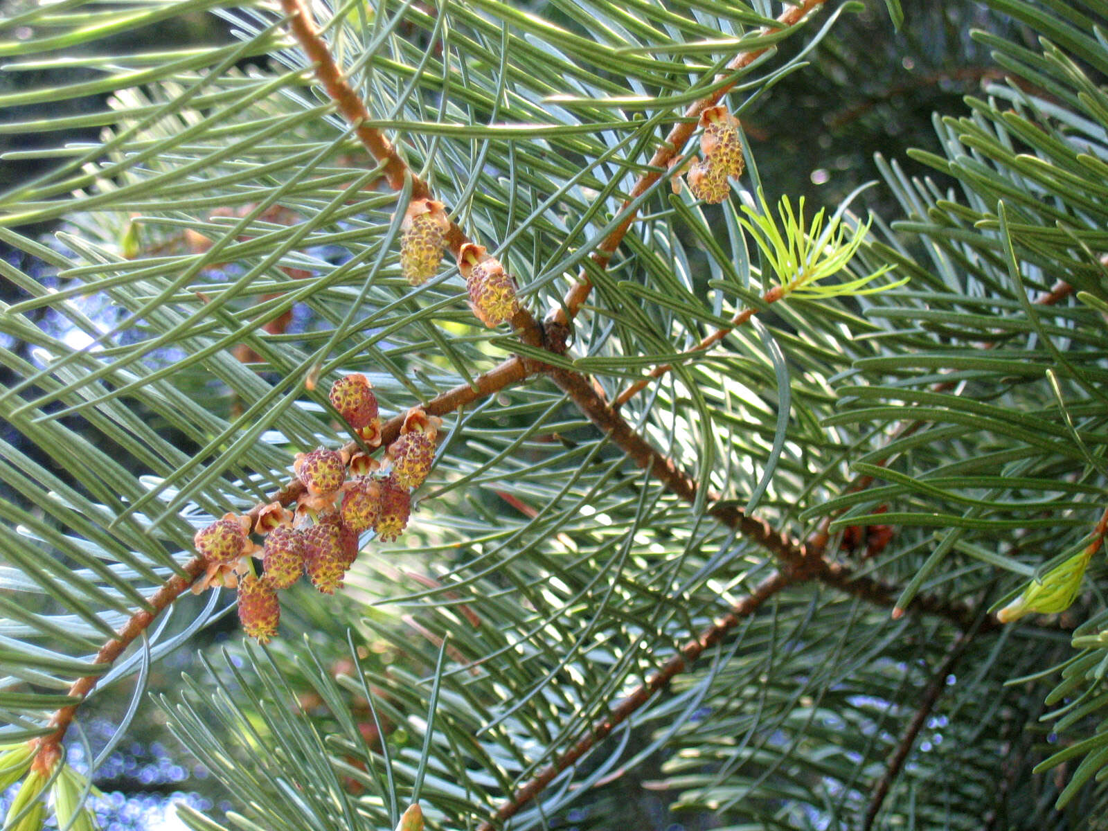 Image of white fir